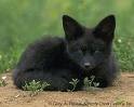 blackfox