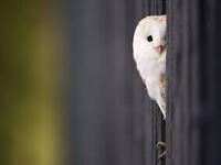 Cute Owl