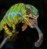 Cameleon