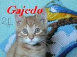 Gajedo