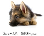 germanshepherdsrule