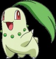 Chikorita