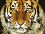 TIGRE