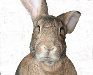 Lagomorph