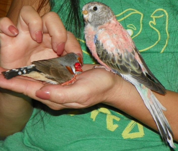 Tame Finches Finch_10_800x600