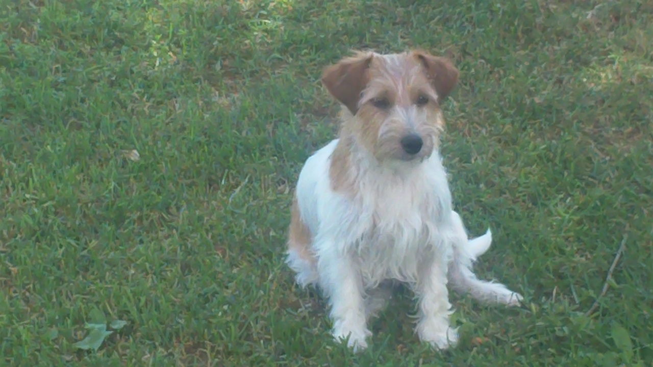 Jack Russell Terrier