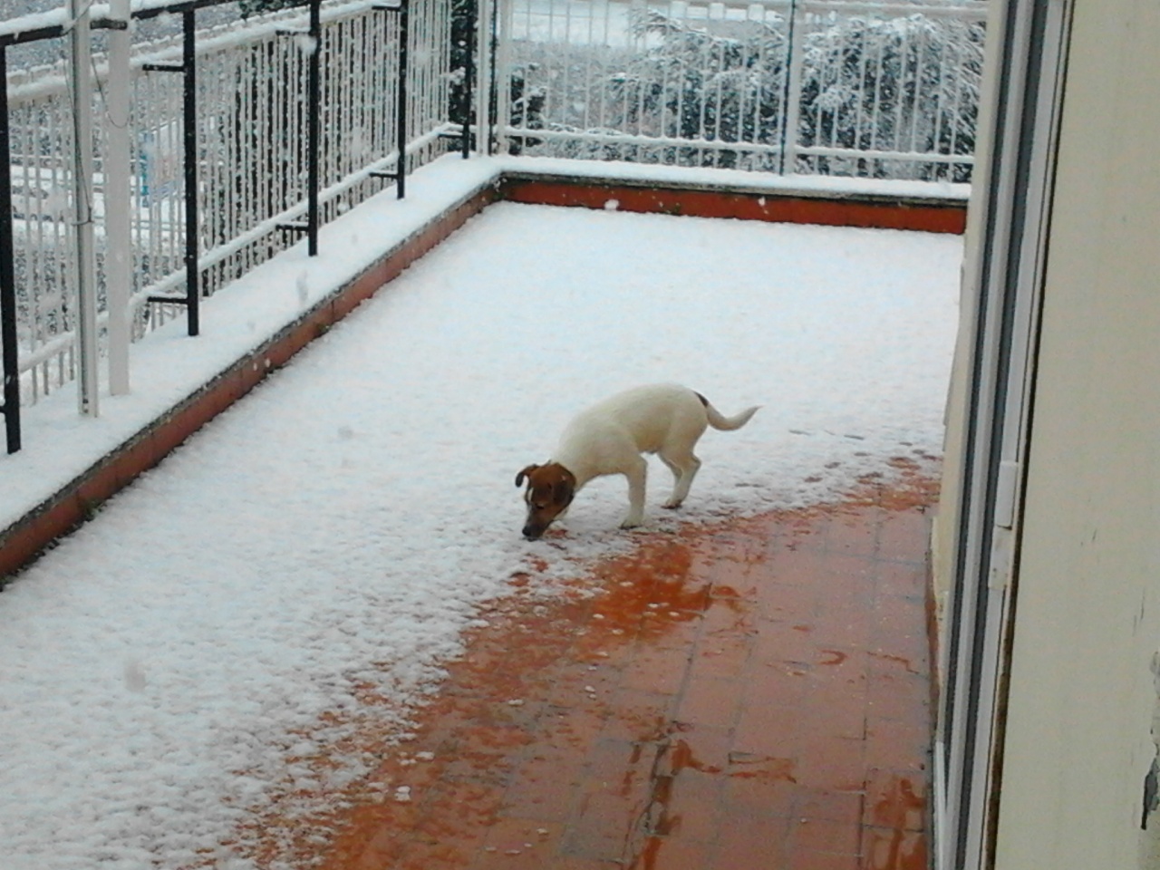 Neve a Roma febbraio 2012 - 003