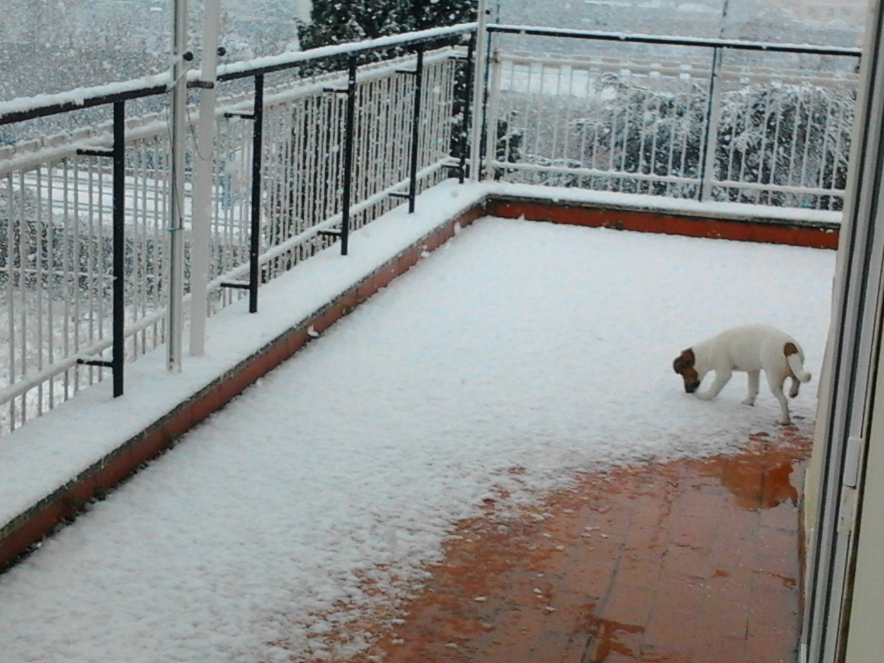 Neve a Roma febbraio 2012 - 002