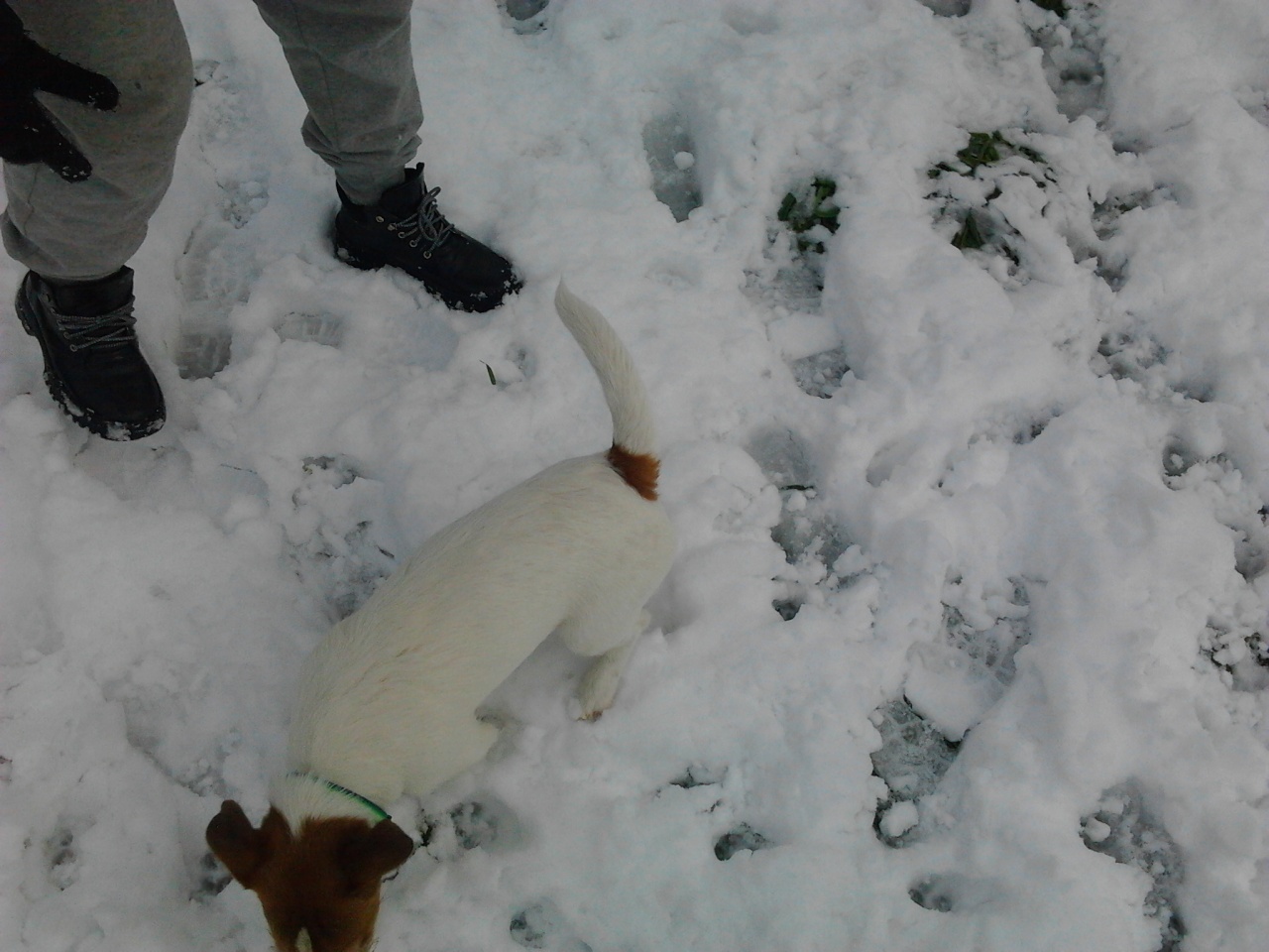 Neve a Roma febbraio 2012 - 002