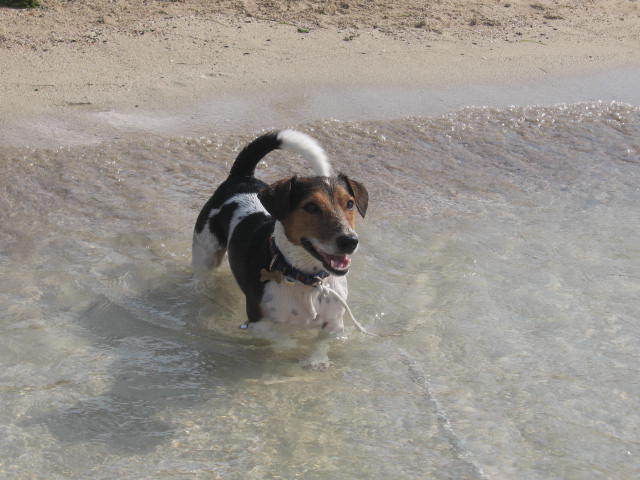 Pedro on the beach!