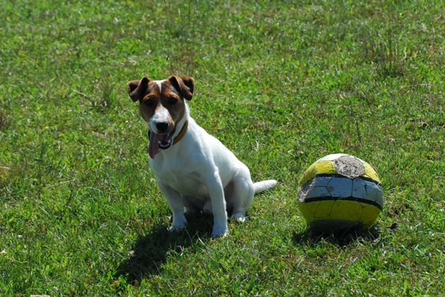 Chibi e il pallone