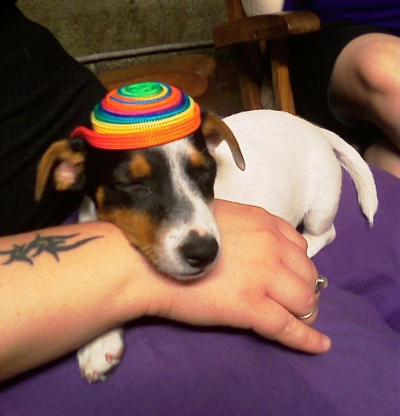 rasta dog