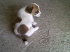 Jack Russell Terrier - 003