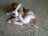 Jack Russell Terrier - 003