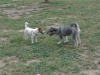 Area cani di via Cesira Fiori