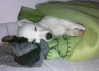 snoopy zzzzzzzz