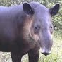 tapir8