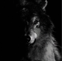 Shadow Wolf