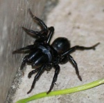 Dark-Araneae