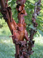 Fagus