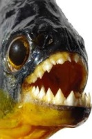 Dinsdale Piranha