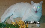 CourtDude