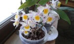 miltonia64000