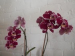 Orchidee65