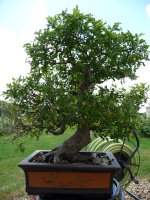 yamadori