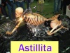 Astillita