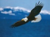 screaming eagle