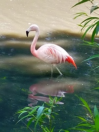 Flamingoboy