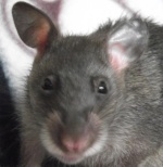 pouchedrat