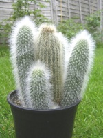 Cactus23