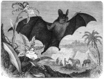 Bat