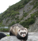 mustelida