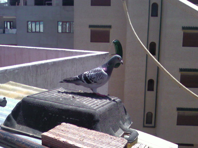 un de mes pigeons mals de 2008