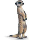 suricate