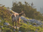 chamois