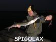 spigolax