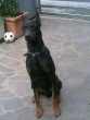 Dobermann73