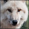 Présentations des loups 15-55