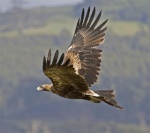 Wedge Tailed Eagle