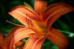 Day Lily