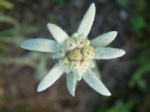 floare de colt