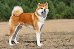 Akitainu