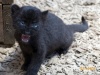 panthercub