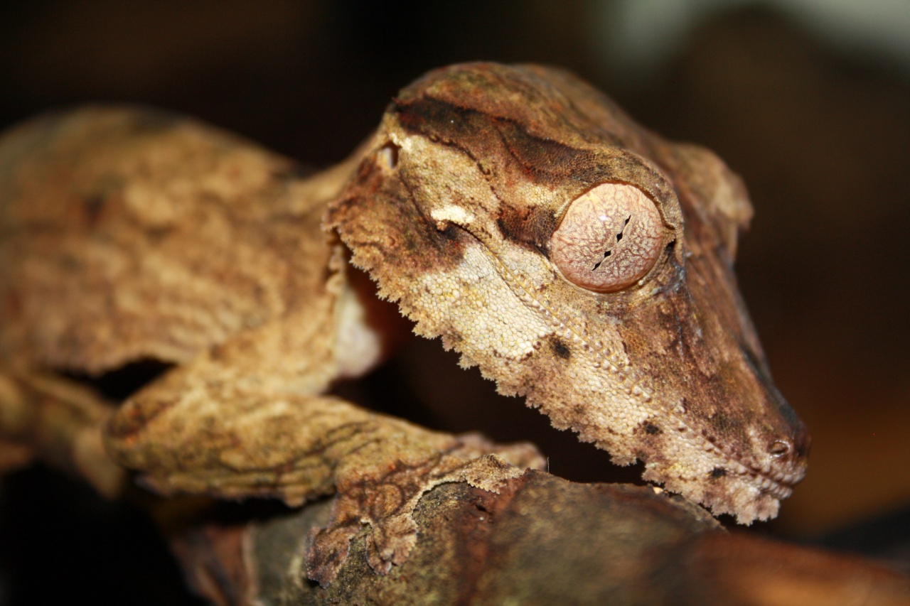 Uroplatus henkeli