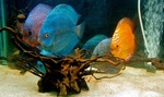 La Présentation de vos fishrooms (à partir de 2 bacs mini ou une batteries d'aquariums) 1014-90