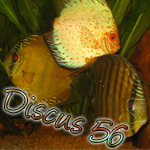 discus56